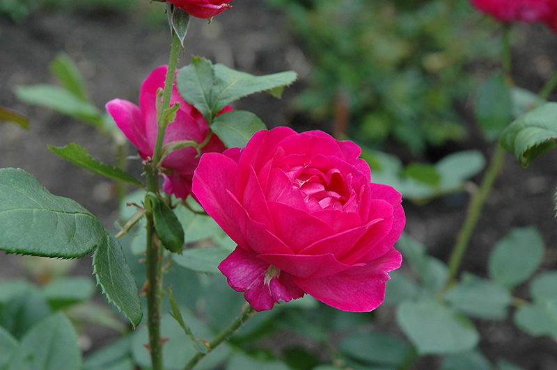 Purple Heart Rose (Rosa 'Purple Heart') at Weston Nurseries