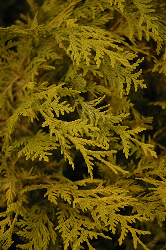 Vintage Gold Dwarf Moss Falsecypress (Chamaecyparis pisifera 'Vintage Gold') at Weston Nurseries