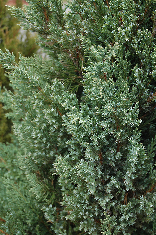 Mountbatten Juniper (Juniperus chinensis 'Mountbatten') at Weston Nurseries
