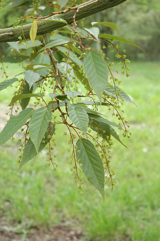 Snakebark Maple (Acer tegmentosum) at Weston Nurseries