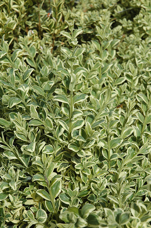 Variegated Boxwood (Buxus sempervirens 'Elegantissima') at Weston Nurseries