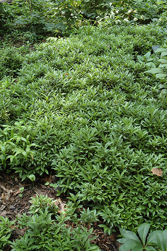 Dwarf Sweet Box hookeriana humilis') in Boston Chelmsford Hingham Massachusetts MA at Weston Nurseries