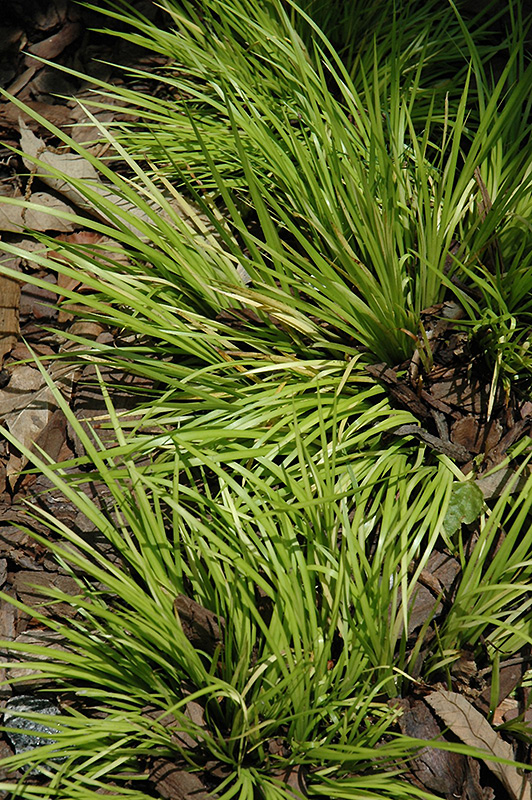 Grassy-Leaved Sweet Flag (Acorus gramineus 'Minimus Aureus') at Weston Nurseries