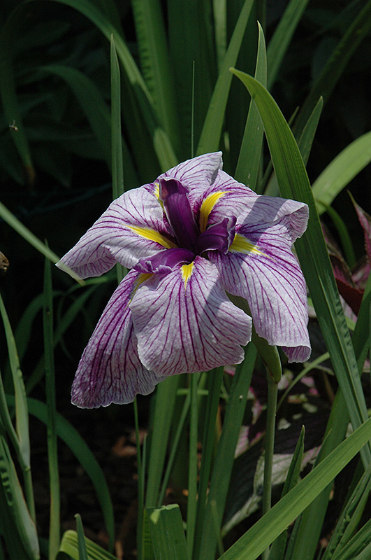 Japanese Water Iris (Iris ensata) at Weston Nurseries