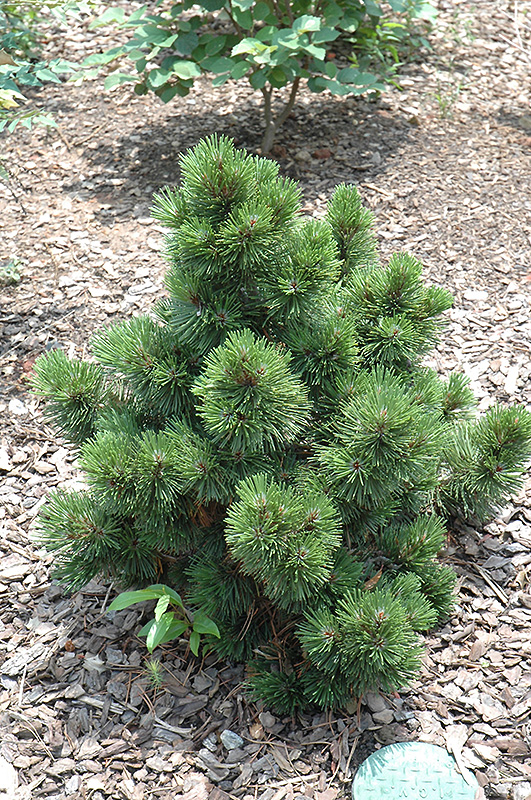 Irish Bell Bosnian Pine (Pinus heldreichii 'Irish Bell') at Weston Nurseries