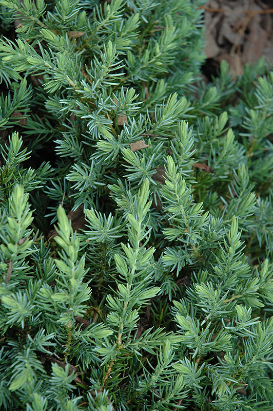Blue Pacific Shore Juniper (Juniperus conferta 'Blue Pacific') at Weston Nurseries