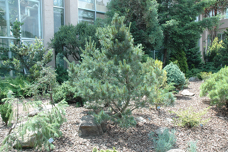 Elf White Pine (Pinus strobus 'Elf') at Weston Nurseries