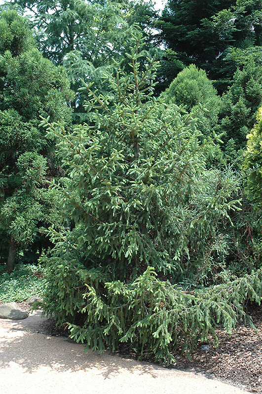 Barry Dwarf Spruce (Picea abies 'Barryi') at Weston Nurseries