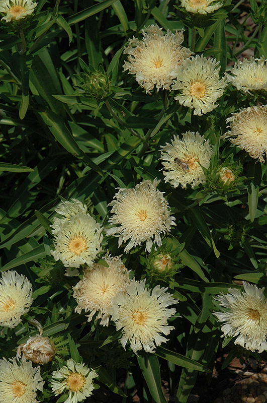 Mary Gregory Aster (Stokesia laevis 'Mary Gregory') at Weston Nurseries