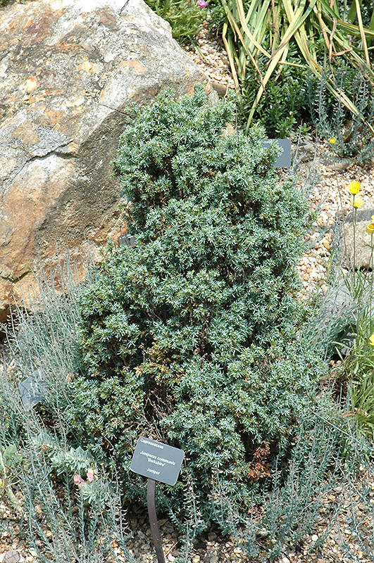 Berkshire Juniper (Juniperus communis 'Berkshire') at Weston Nurseries