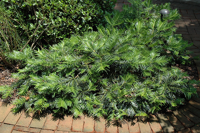 chamaecyparis obtusa 'filicoides compacta'