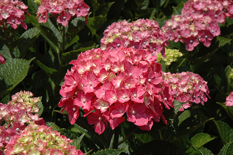 Forever Pink Hydrangea (Hydrangea macrophylla 'Forever Pink') at Weston Nurseries
