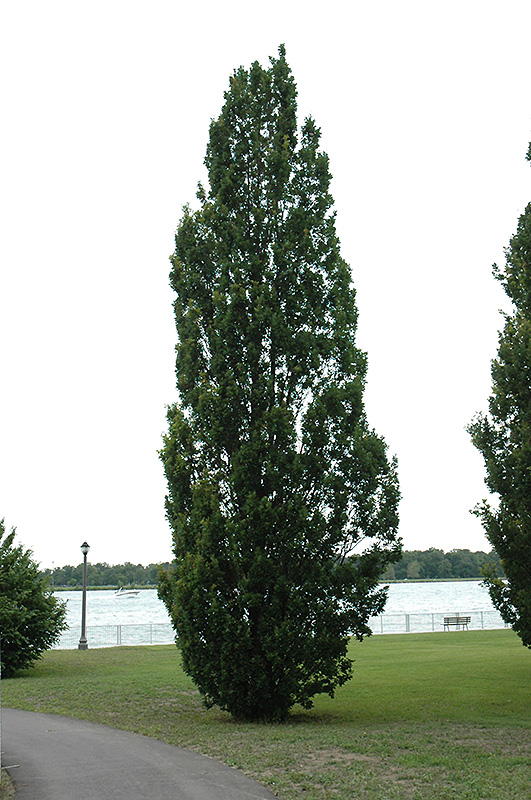 Pyramidal English Oak (Quercus robur 'Fastigiata') at Weston Nurseries