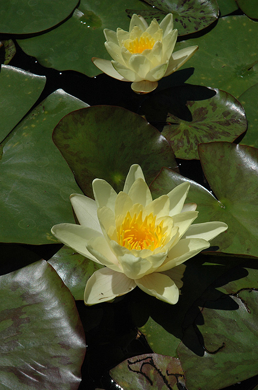 Charlene Strawn Hardy Water Lily (Nymphaea 'Charlene Strawn') at Weston Nurseries