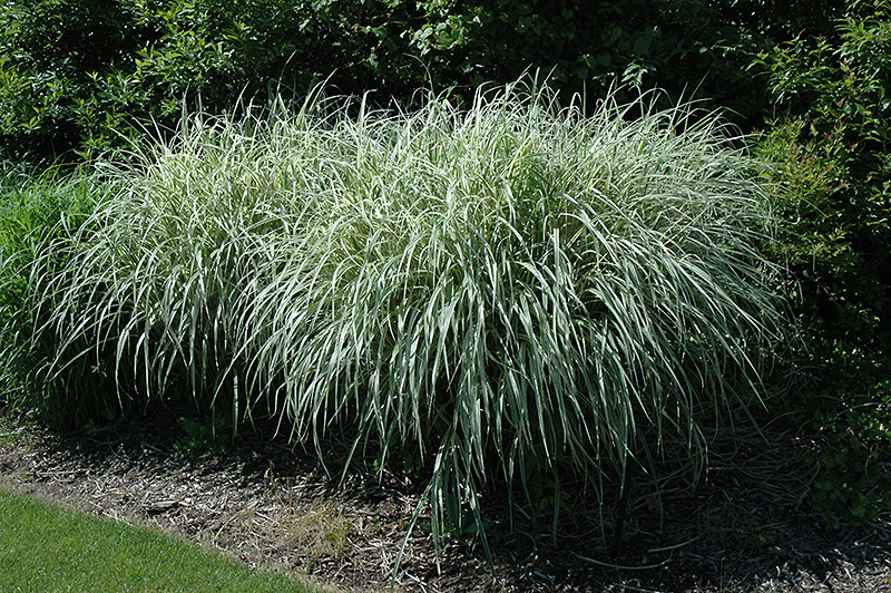 Rigoletto Maiden Grass (Miscanthus sinensis 'Rigoletto') at Weston Nurseries