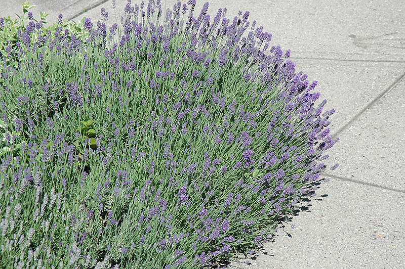 Munstead Lavender (Lavandula angustifolia 'Munstead') at Weston Nurseries