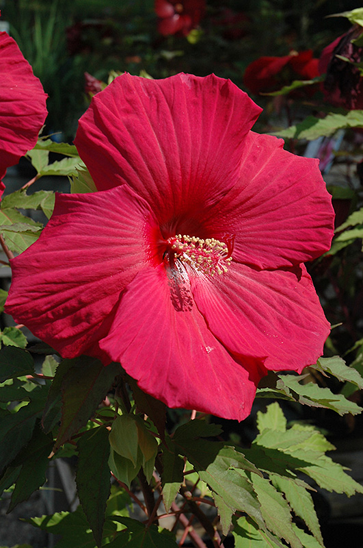 Sultry Kiss Hibiscus (Hibiscus 'Sultry Kiss') at Weston Nurseries