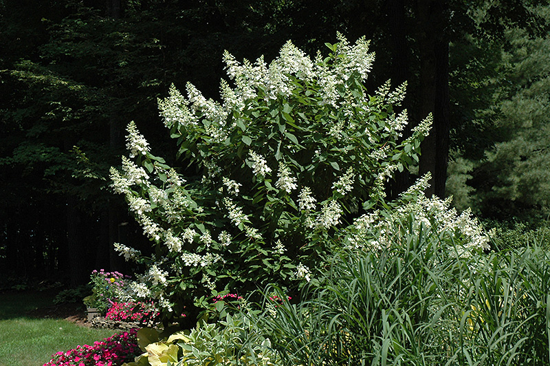 Tardiva Hydrangea (tree form) (Hydrangea paniculata 'Tardiva (tree form)') at Weston Nurseries