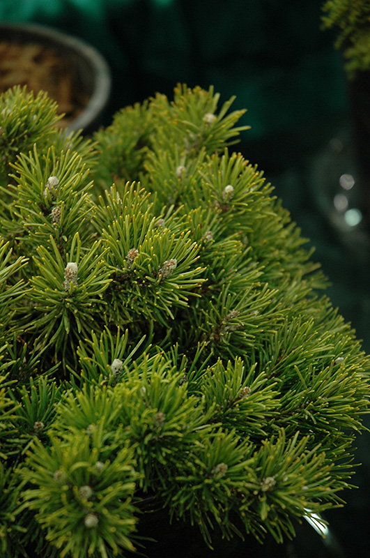 Mitsch Mini Mugo Pine (Pinus mugo 'Mitsch Mini') at Weston Nurseries