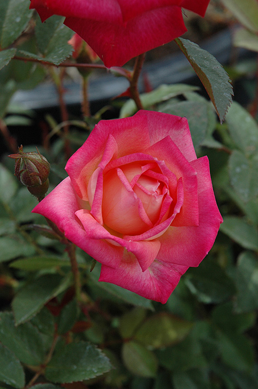 Peppermint Pop Rose (Rosa 'Radcarn') at Weston Nurseries