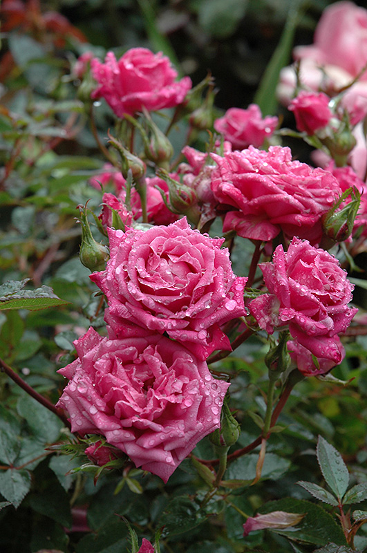 Winsome Rose (Rosa 'Winsome') at Weston Nurseries