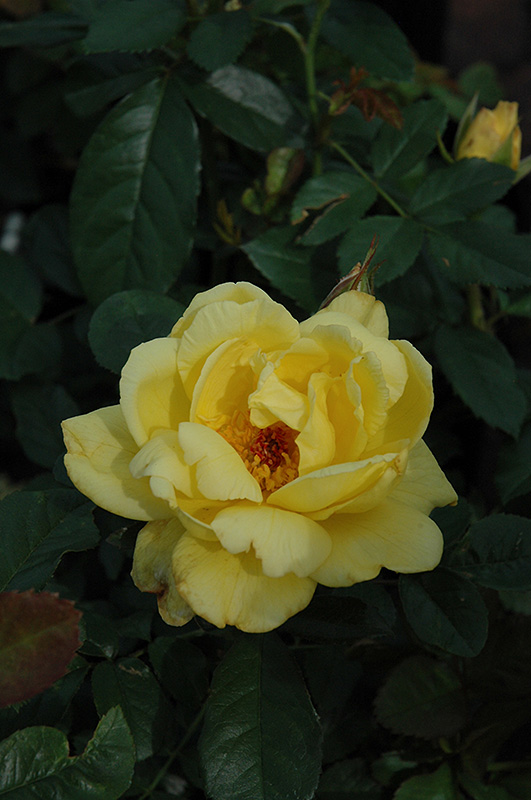 Lemon Meringue Rose (Rosa 'Lemon Meringue') at Weston Nurseries