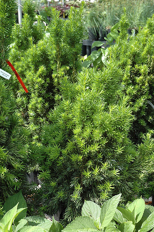Viridis Yew (Taxus x media 'Viridis') at Weston Nurseries