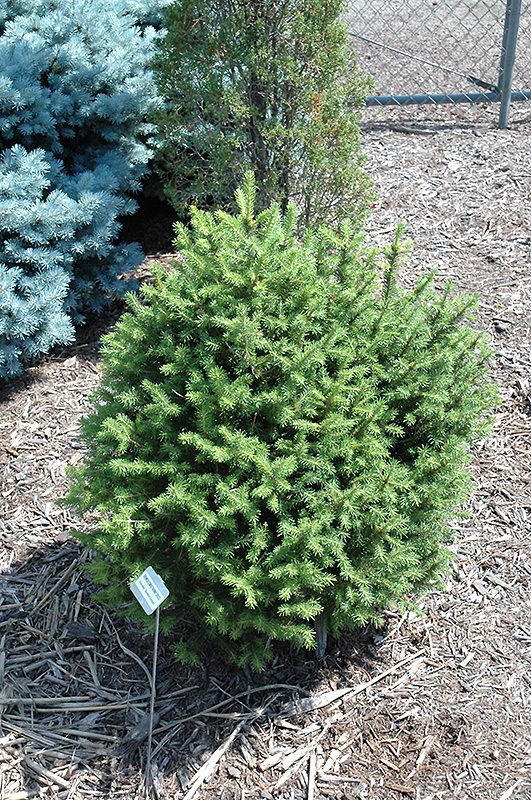 Sherwood Compact Norway Spruce (Picea abies 'Sherwood Compact') at Weston Nurseries