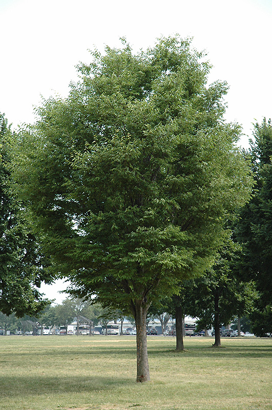 Dynasty Elm (Ulmus parvifolia 'Dynasty') at Weston Nurseries