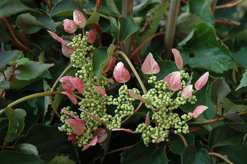 Rosea Hydrangea Vine (Schizophragma hydrangeoides 'Rosea') at Weston Nurseries