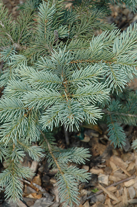 Spring Blast Spruce (Picea pungens 'Spring Blast') at Weston Nurseries