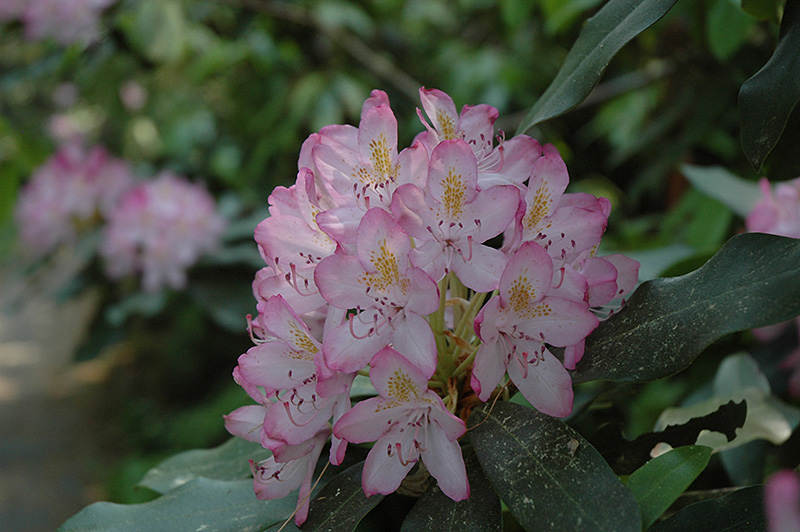 Independence Rosebay Rhododendron (Rhododendron maximum 'Independence') at Weston Nurseries