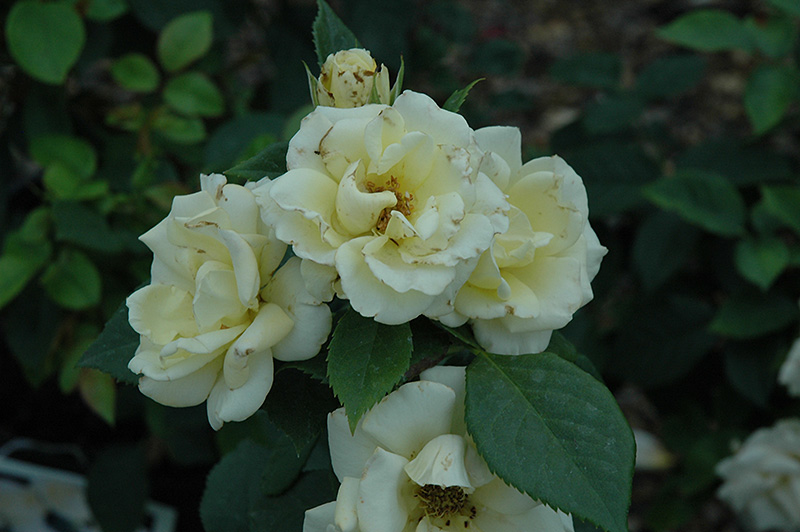 Lime Sublime Rose (Rosa 'Lime Sublime') at Weston Nurseries