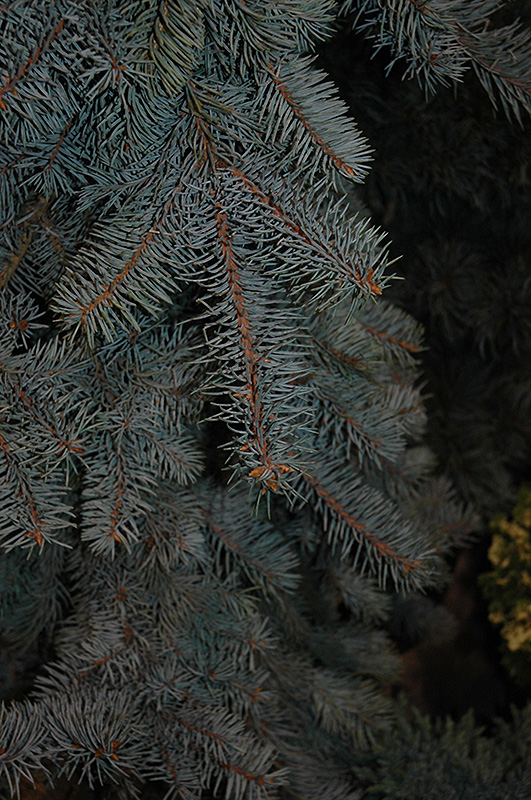 Dietz Prostrate Spruce (Picea pungens 'Dietz Prostrate') at Weston Nurseries