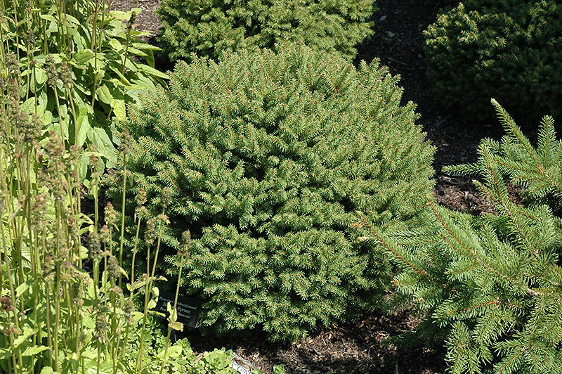 Hildburghausen Norway Spruce (Picea abies 'Hildburghausen') at Weston Nurseries