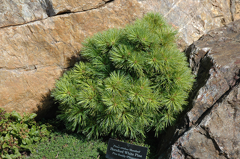 Horsford White Pine (Pinus strobus 'Horsford') at Weston Nurseries