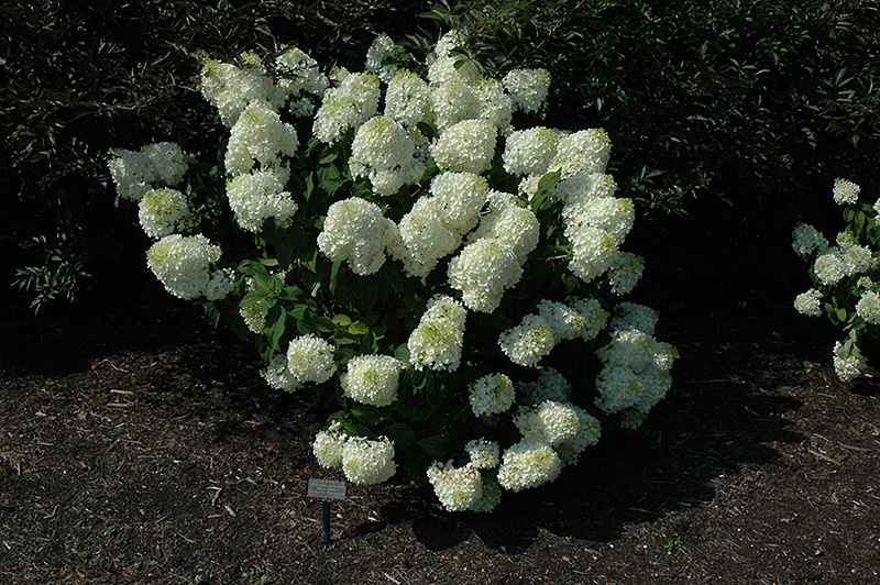Silver Dollar Hydrangea (Hydrangea paniculata 'Silver Dollar') at Weston Nurseries