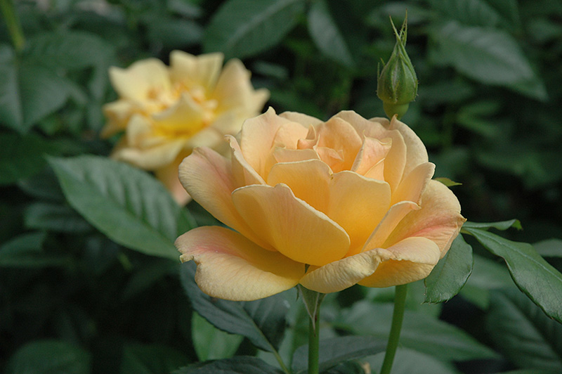 Easy Going Rose (Rosa 'HARflow') at Weston Nurseries