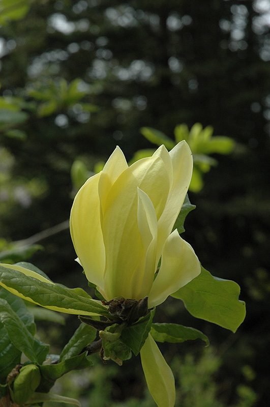 Sunburst Magnolia (Magnolia 'Sunburst') at Weston Nurseries