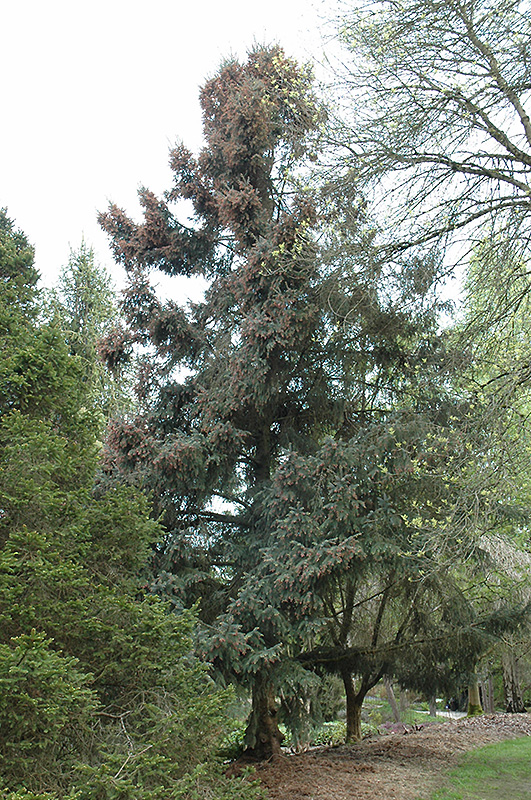 Coerulea White Spruce (Picea glauca 'Coerulea') at Weston Nurseries