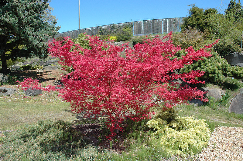 Shindeshojo Japanese Maple (Acer palmatum 'Shindeshojo') at Weston Nurseries