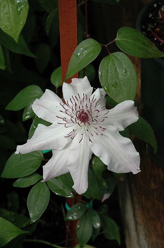 Eye Of The Storm Clematis (Clematis 'Vancouver Fragrant Star') at Weston Nurseries