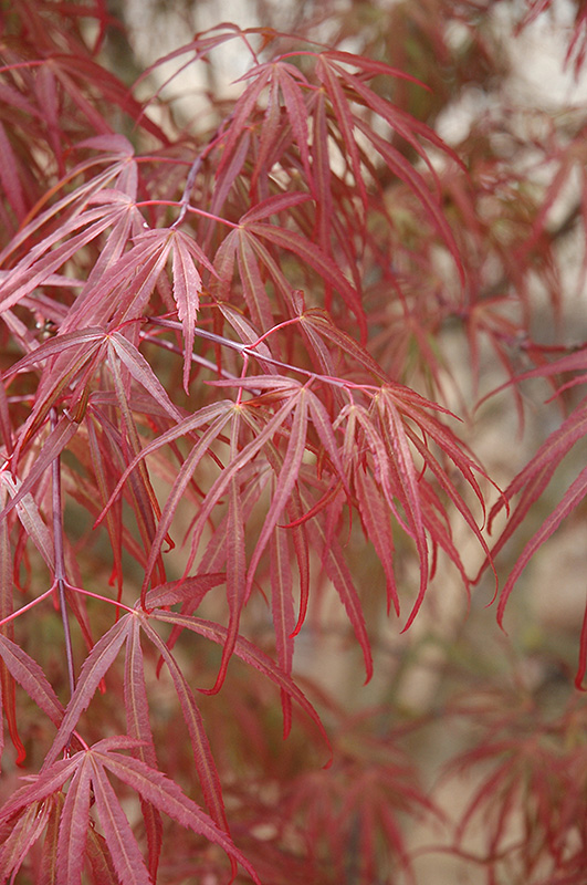 Ribbon-leaf Japanese Maple (Acer palmatum 'Atrolineare') at Weston Nurseries