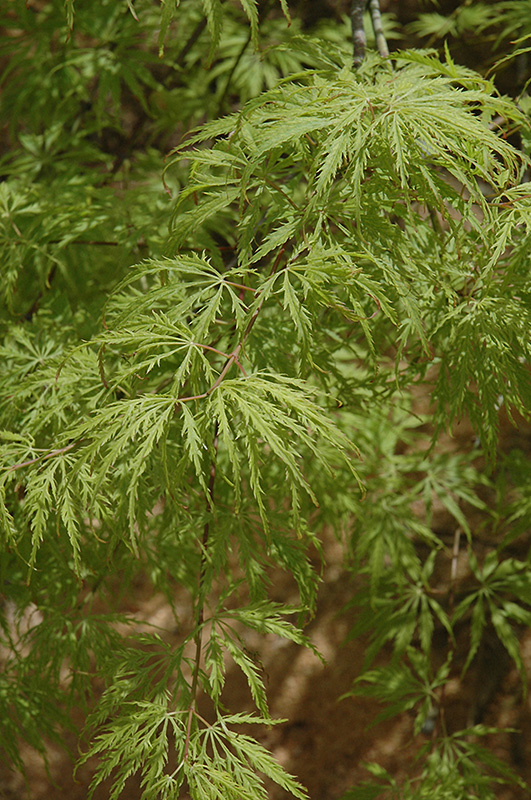 Filigree Green Lace Japanese Maple (Acer palmatum 'Filigree Green Lace') at Weston Nurseries
