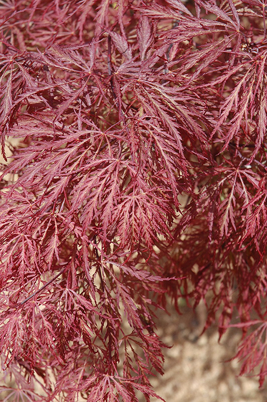 Ever Red Lace-Leaf Japanese Maple (Acer palmatum 'Ever Red') at Weston Nurseries