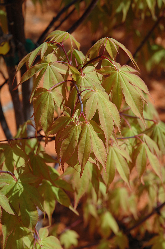 Osakazuki Japanese Maple (Acer palmatum 'Osakazuki') at Weston Nurseries
