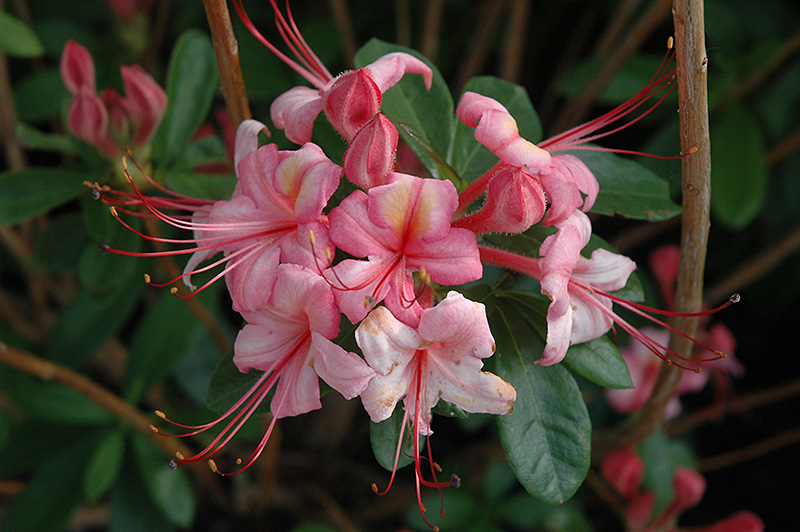 Pink And Sweet Azalea (Rhododendron 'Pink And Sweet') at Weston Nurseries