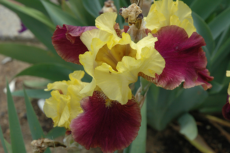 Blatant Iris (Iris 'Blatant') at Weston Nurseries