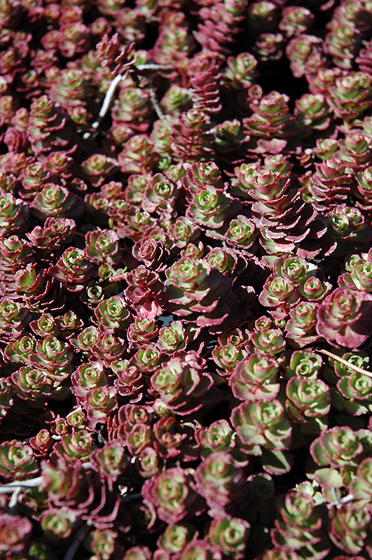 Red Carpet Stonecrop (Sedum spurium 'Red Carpet') at Weston Nurseries