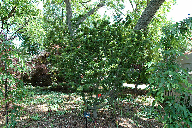 Ojishi Japanese Maple (Acer palmatum 'Ojishi') at Weston Nurseries